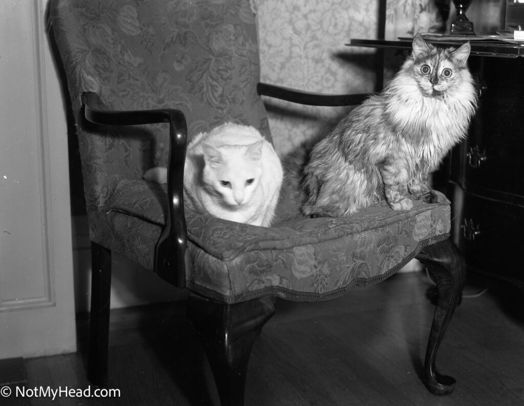 Photo of: Baxter's cats Dec 29, 1936  Date: 1936 Location: