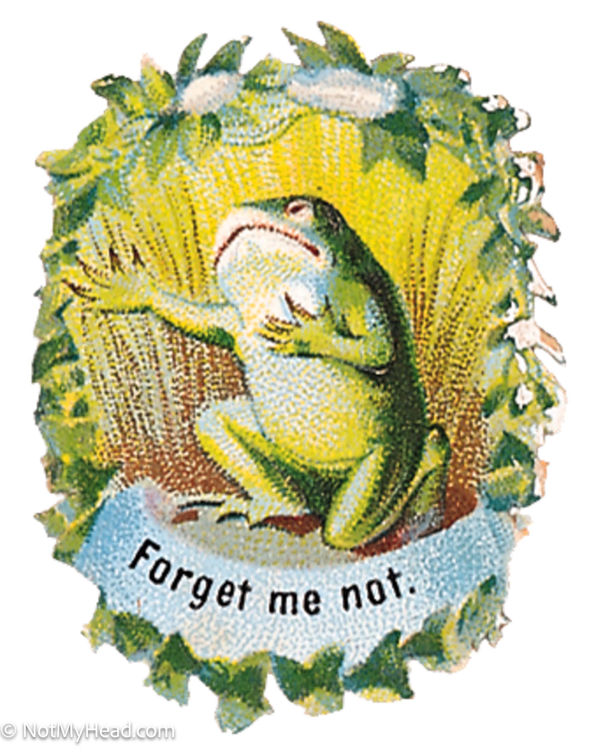 Photo of: Froggy Forget me Not <BR>Date: <BR>Location:    