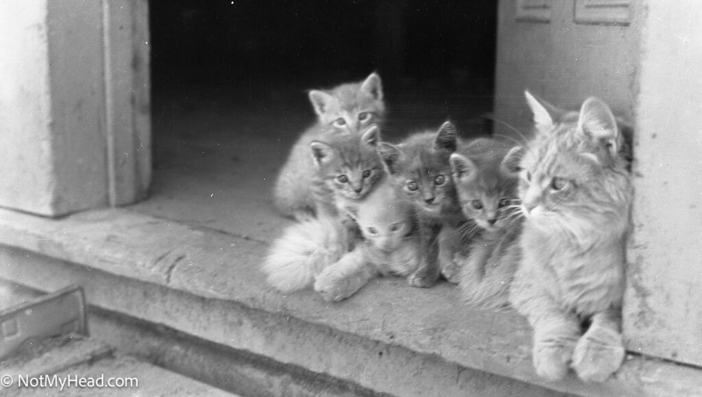 Photo of: Meena's Kittens May 1935 Hollister  Date:  Location:  Hollister Ca