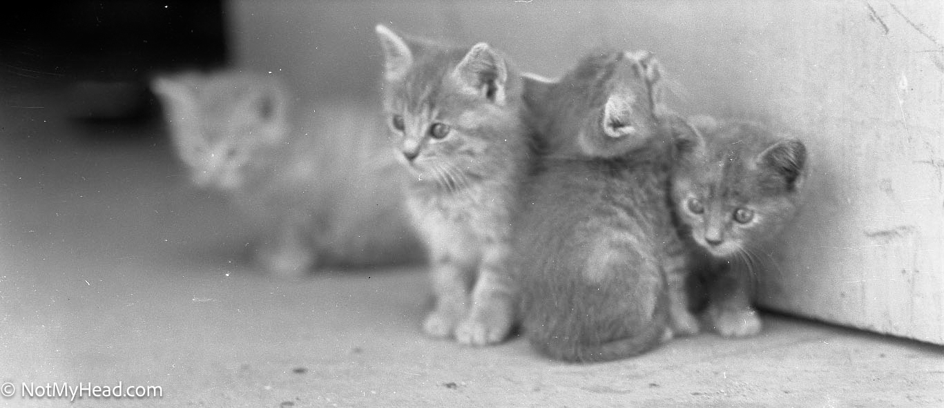 Photo of: Meena's Kittens May 1935 Hollister Banner Date: Location:  Hollister Ca